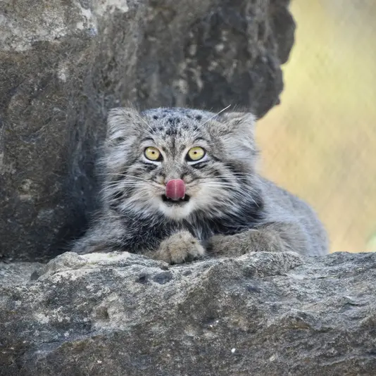 A photograph of Altai in Port Lympne Wild Animal Park