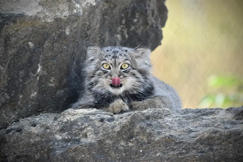A photograph of Altai in Port Lympne Wild Animal Park