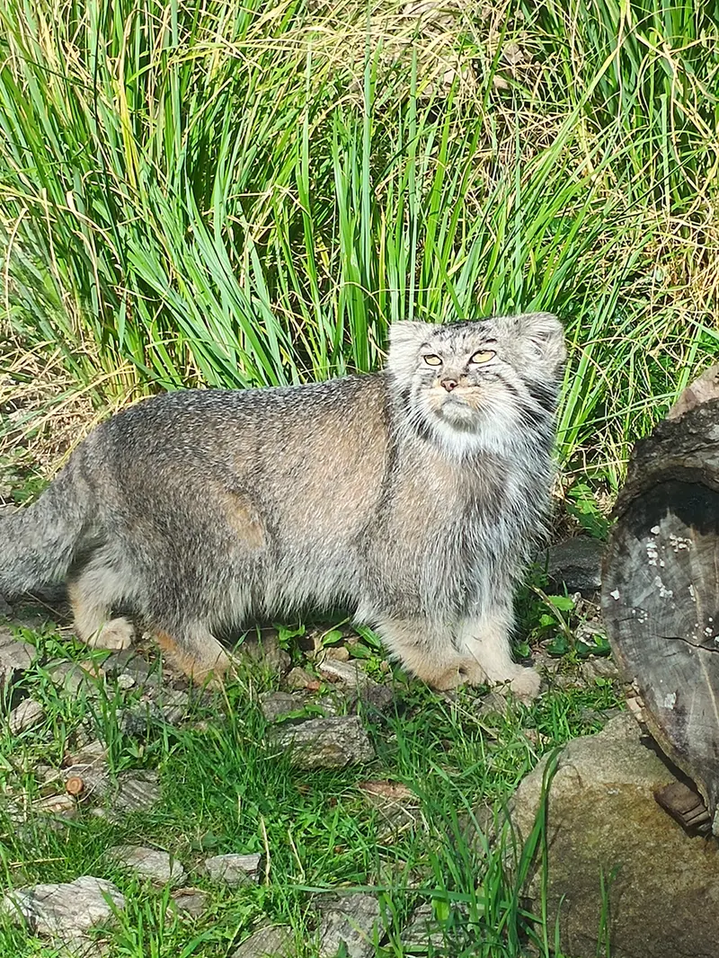 A photograph of Kubi in Wrocław Zoo