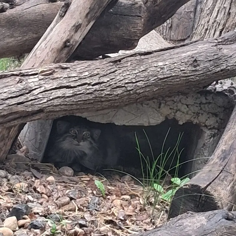 A photograph of a Pallas's cat in Red River Zoo