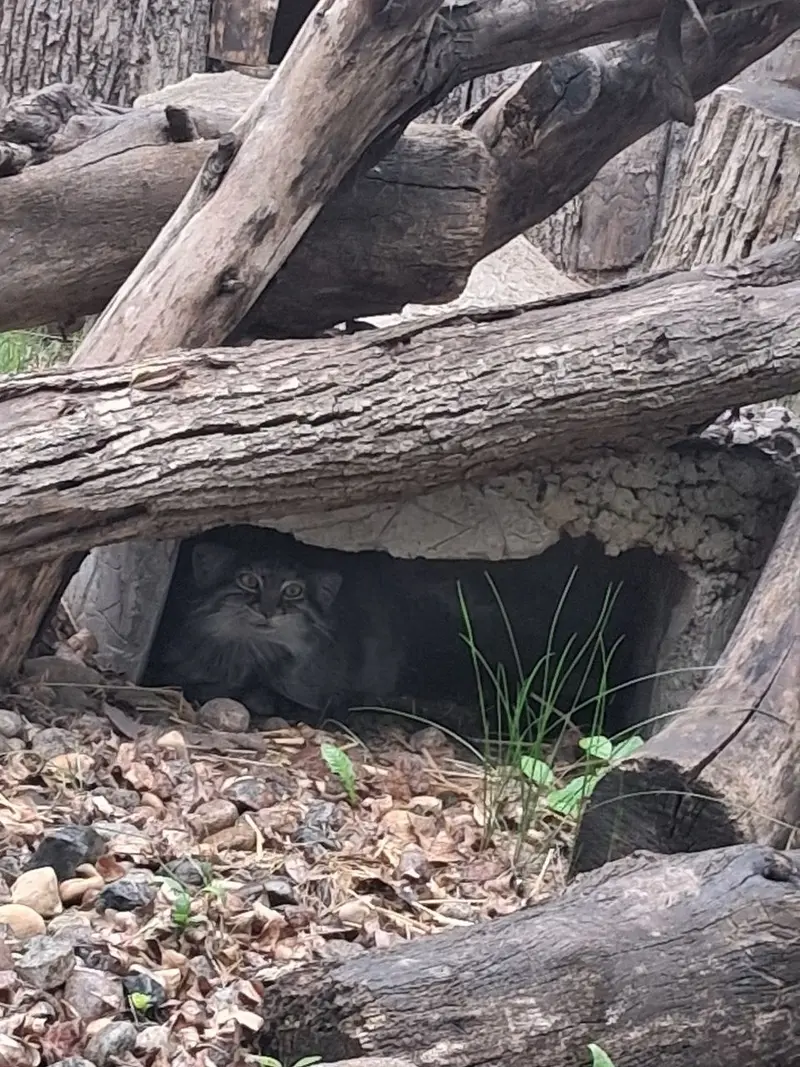 A photograph of a Pallas's cat in Red River Zoo