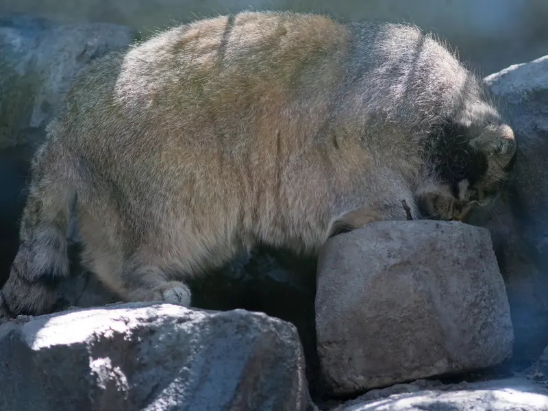 A photograph of Grusha in Asahiyama Zoo