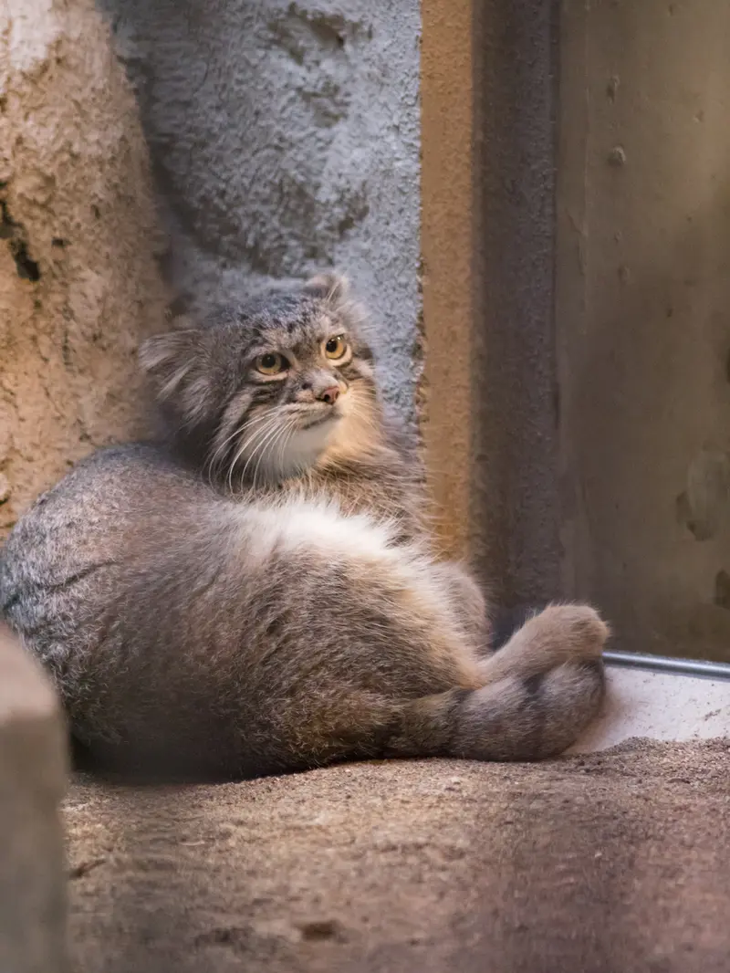 A photograph of Figa in Nogeyama Zoo