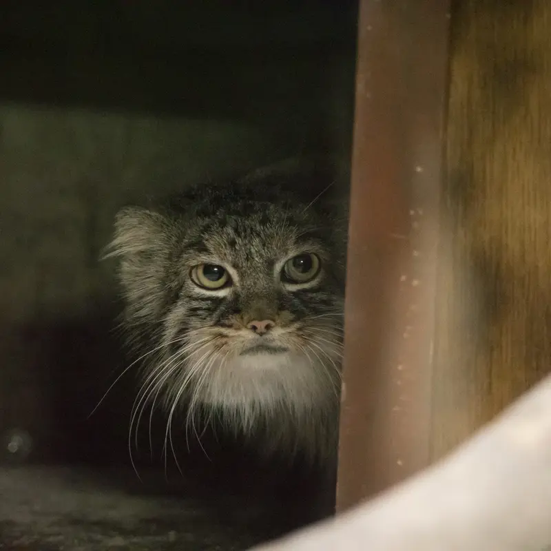 A photograph of Shafran in Ueno Zoological Gardens