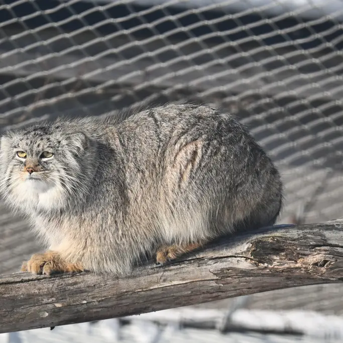 A photograph of Arkas in Korkeasaari Zoo
