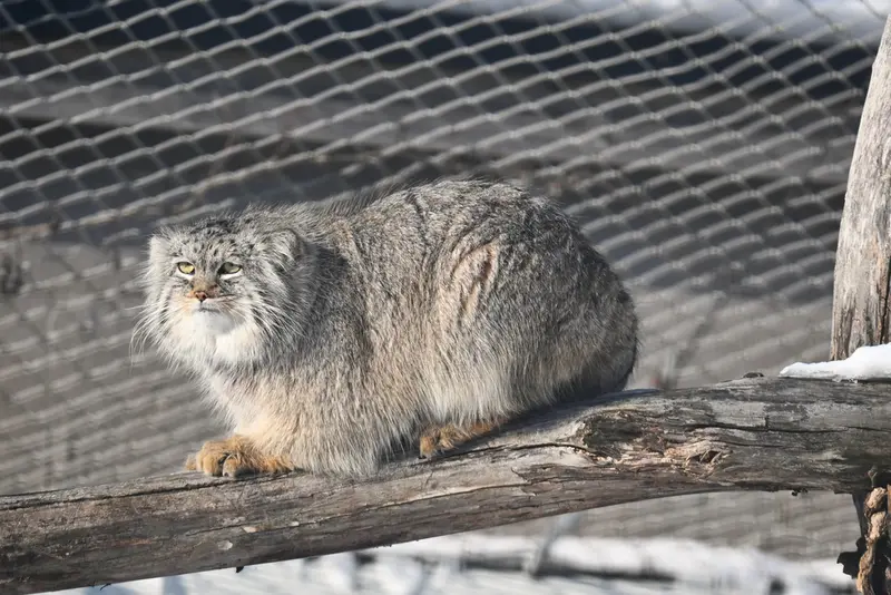 A photograph of Arkas in Korkeasaari Zoo
