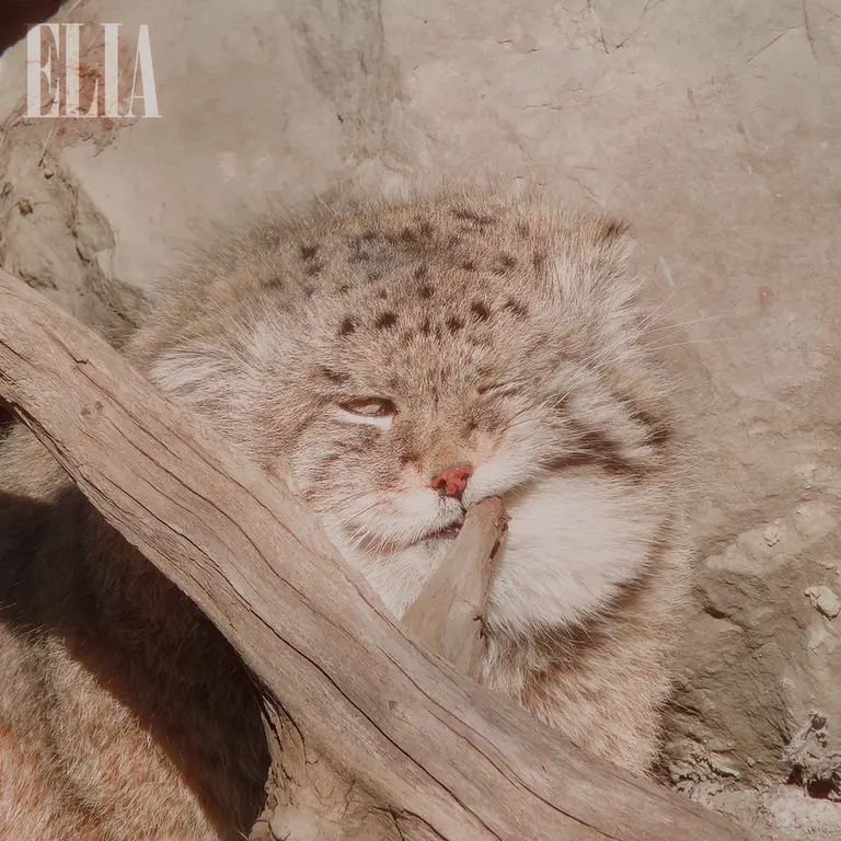 A photograph of Olaf in Calgary Zoo / Wilder Institute