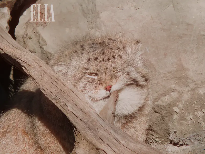 Olaf and Pema Future