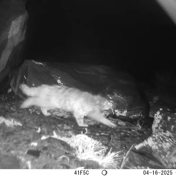 A photograph of Otocolobus manul manul from Koshkar camera trap