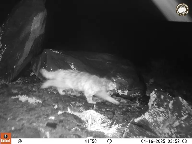 A photograph of Otocolobus manul manul from Koshkar camera trap