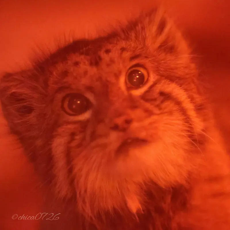 A photograph of Naim in Ueno Zoological Gardens