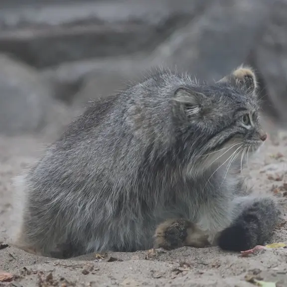 A photograph of a Pallas's cat in Novosibirsk Zoo