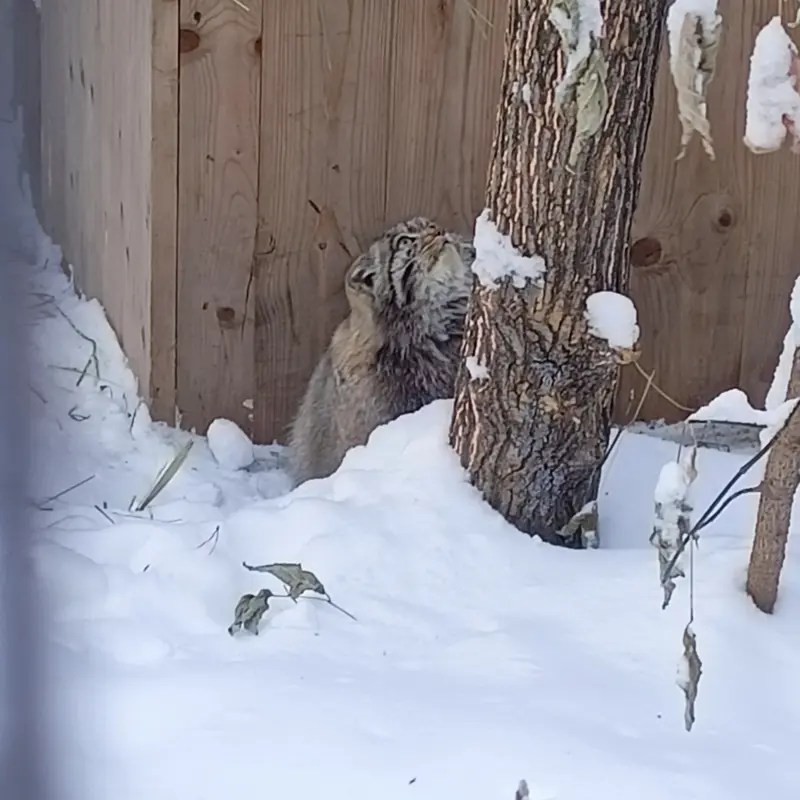 A photograph of Grey in Novosibirsk Zoo
