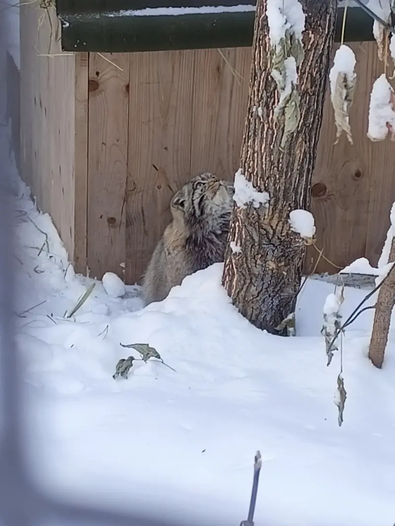 A photograph of Grey in Novosibirsk Zoo