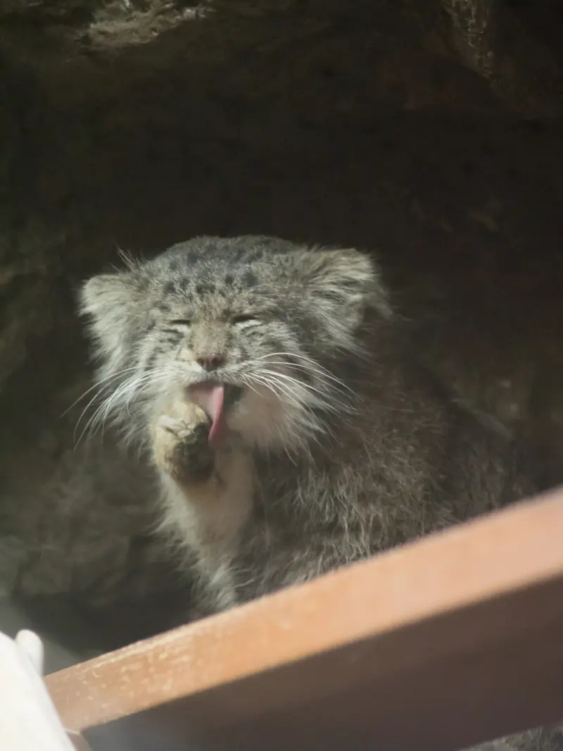 A photograph of Klyon in Ueno Zoological Gardens