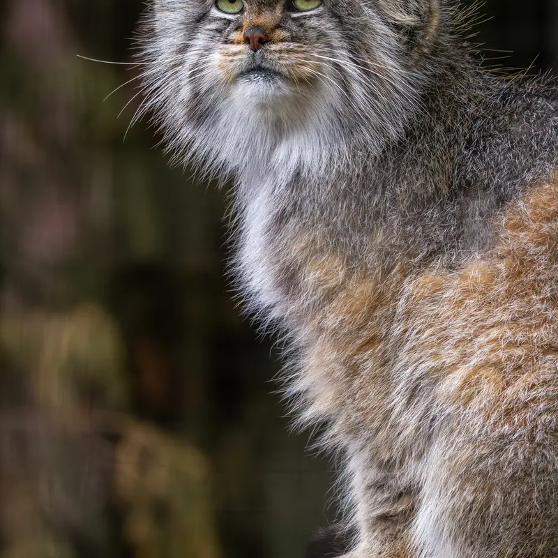 A photograph of Buck in Banham Zoo