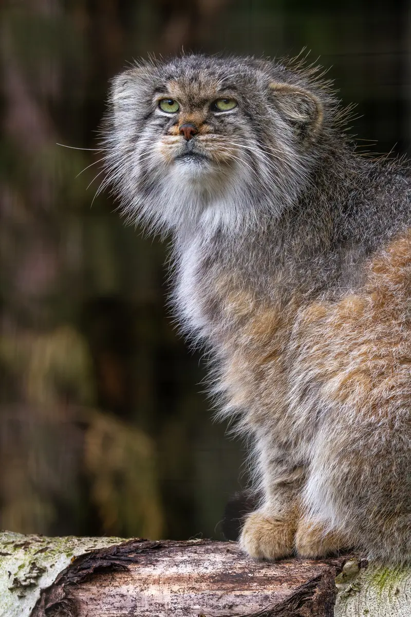 A photograph of Buck in Banham Zoo