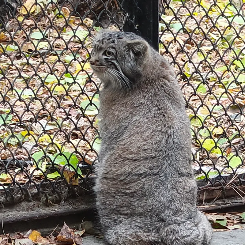 A photograph of Son of Adele b.2026 Ⅰ in Novosibirsk Zoo