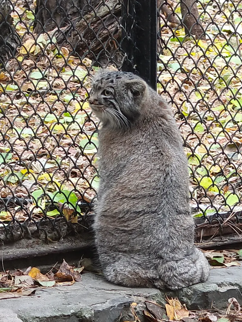 A photograph of Son of Adele b.2026 Ⅰ in Novosibirsk Zoo
