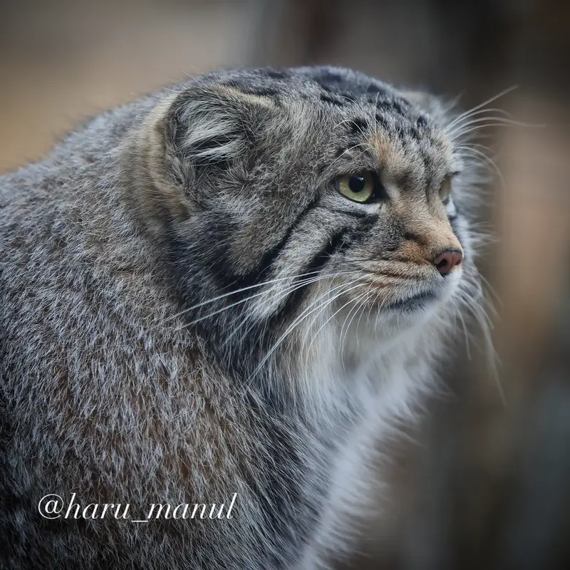 A photograph of a Pallas's cat in Nasu Animal Kingdom