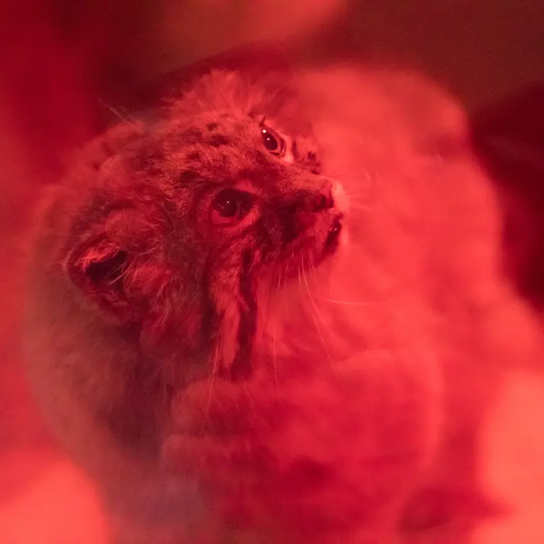 A photograph of Naim in Ueno Zoological Gardens
