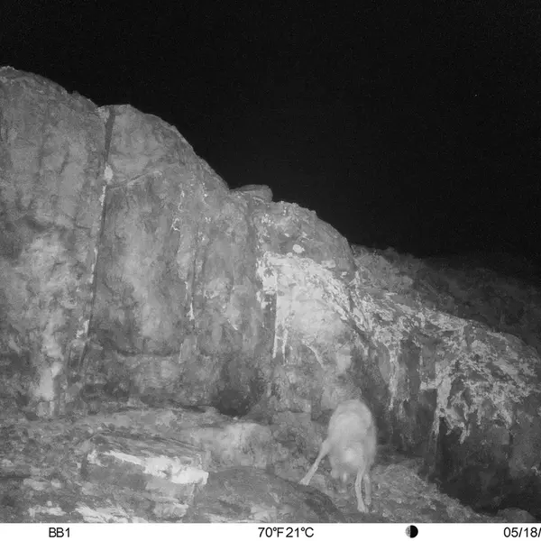 A photograph of Red fox from Aktas-Kunkora camera trap