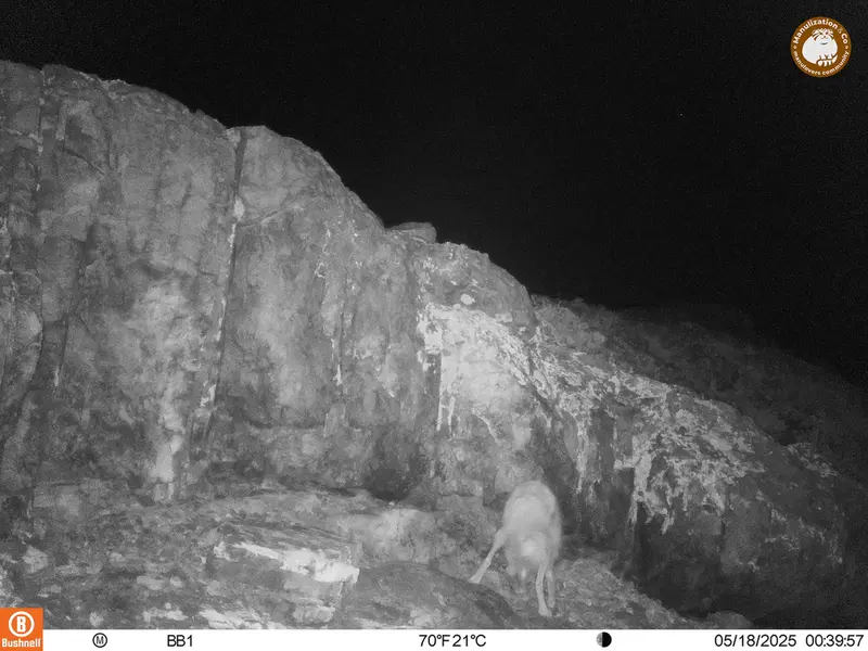 A photograph of Red fox from Aktas-Kunkora camera trap