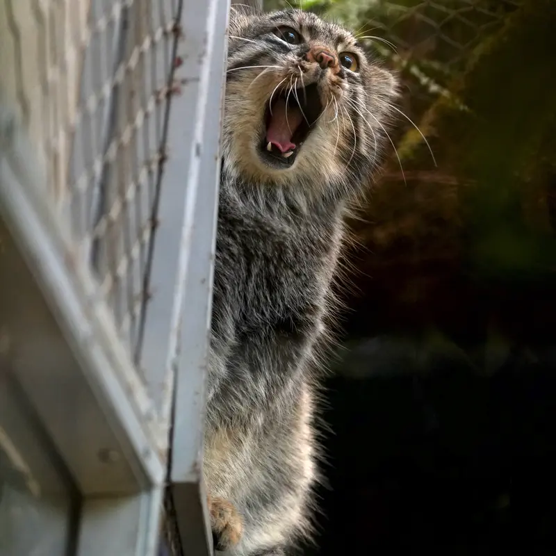 A photograph of Mei in Kobe Animal Kingdom