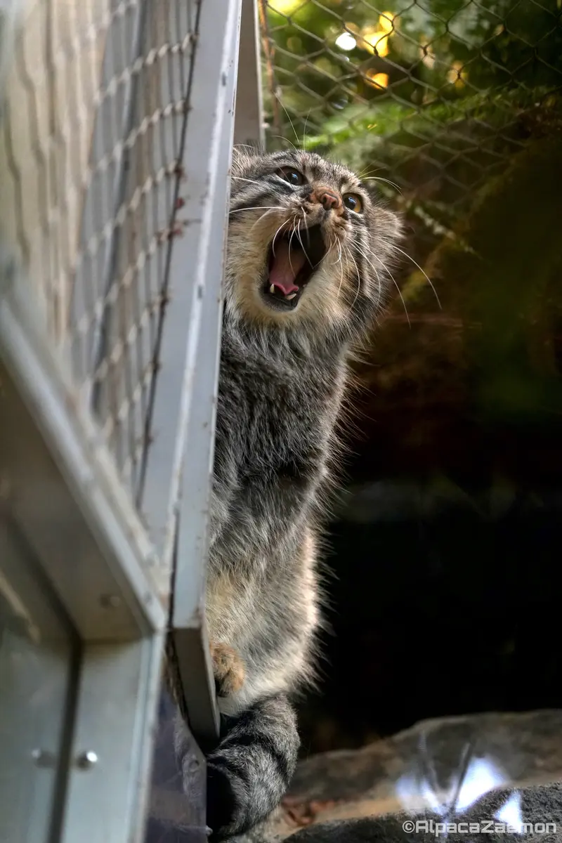 A photograph of Mei in Kobe Animal Kingdom