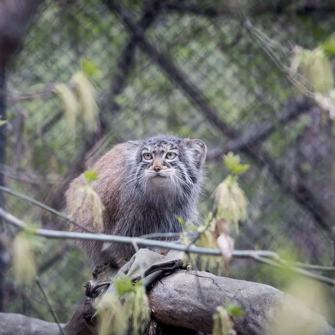 A photograph of Zosya in Novosibirsk Zoo