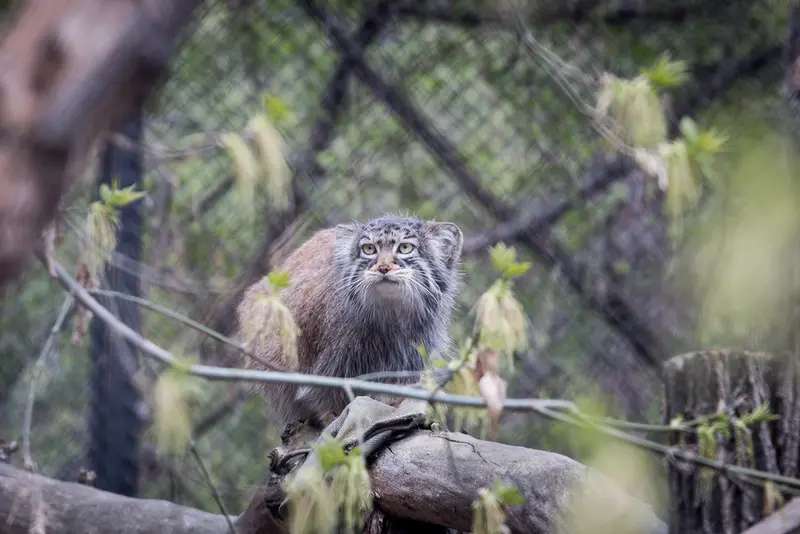A photograph of Zosya in Novosibirsk Zoo