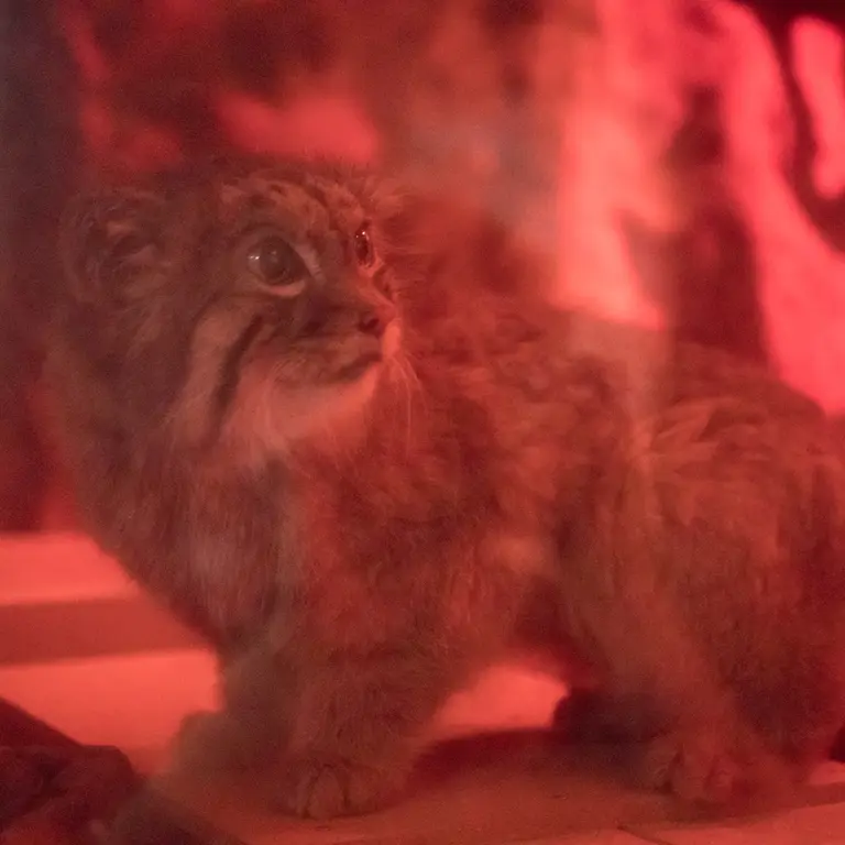 A photograph of Naim in Ueno Zoological Gardens