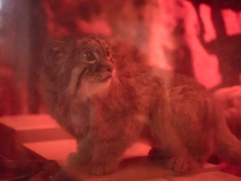 A photograph of Naim in Ueno Zoological Gardens