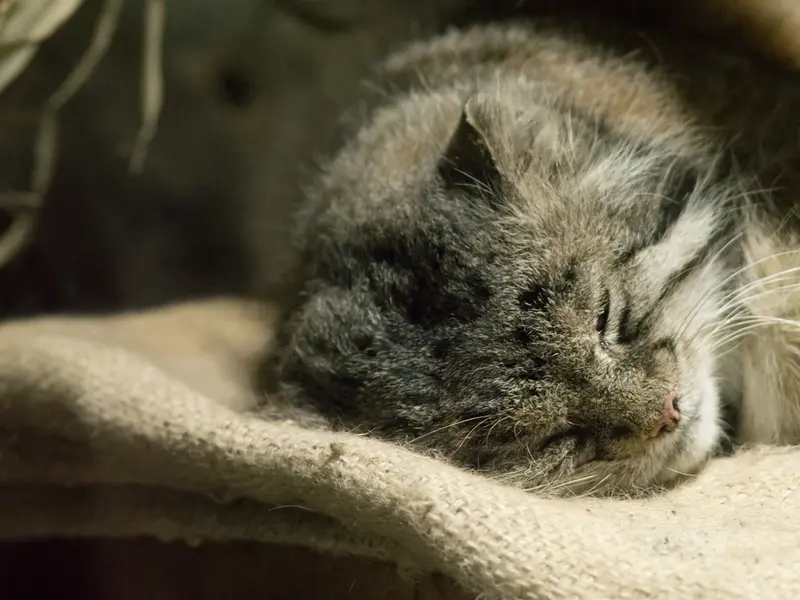 A photograph of Klyon in Ueno Zoological Gardens