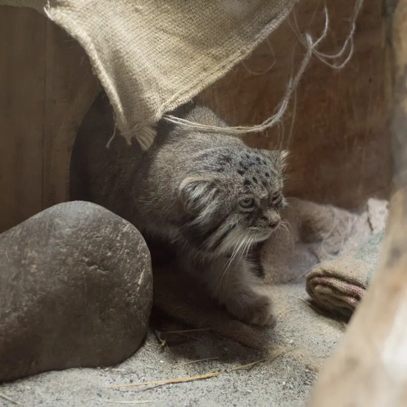 A photograph of Klyon in Ueno Zoological Gardens