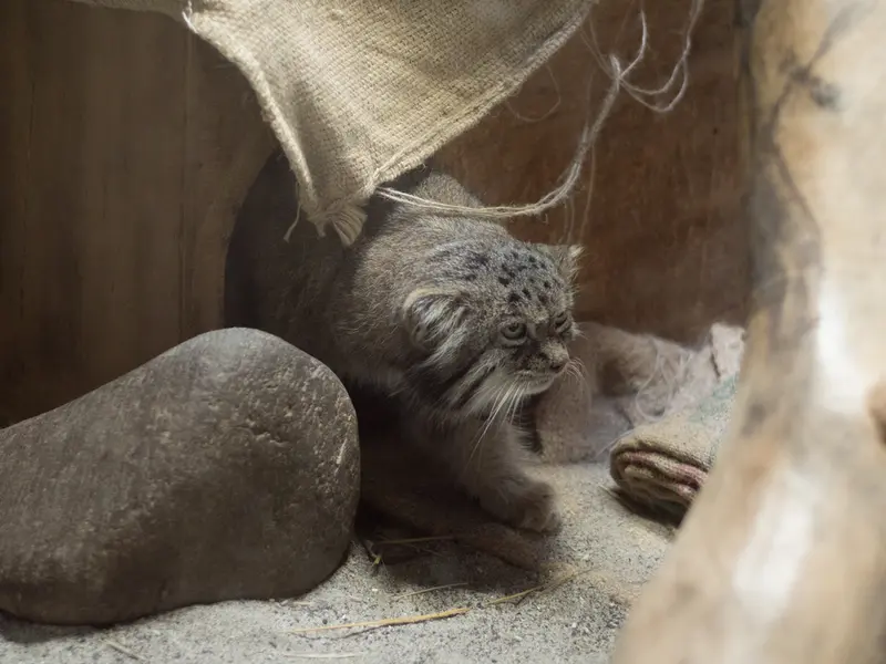 A photograph of Klyon in Ueno Zoological Gardens
