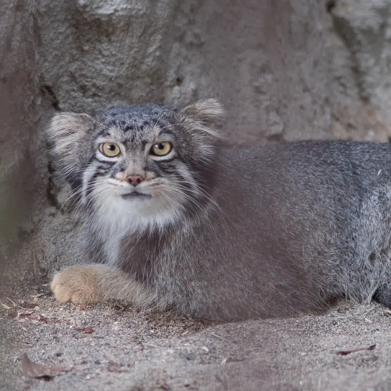 A photograph of Figa in Nogeyama Zoo