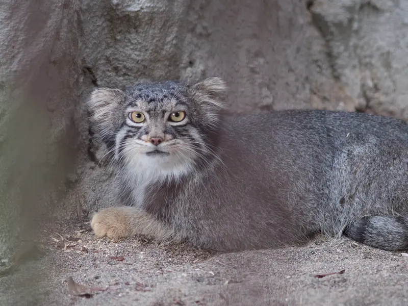 A photograph of Figa in Nogeyama Zoo