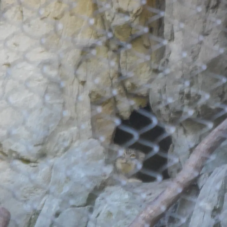 A photograph of Goose in Woodland Park Zoo