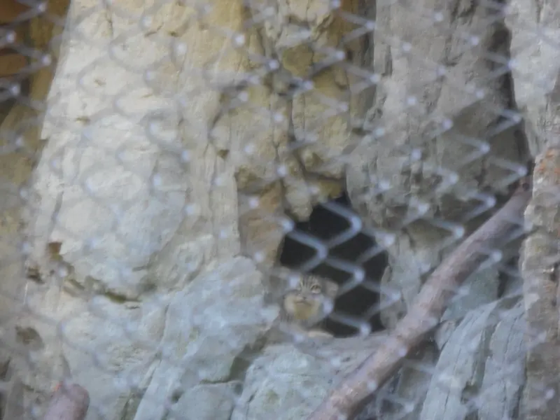 A photograph of Goose in Woodland Park Zoo