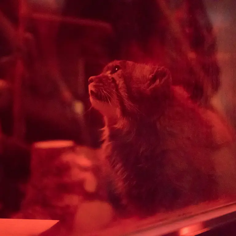 A photograph of Naim in Ueno Zoological Gardens