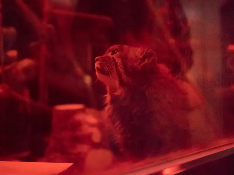 A photograph of Naim in Ueno Zoological Gardens