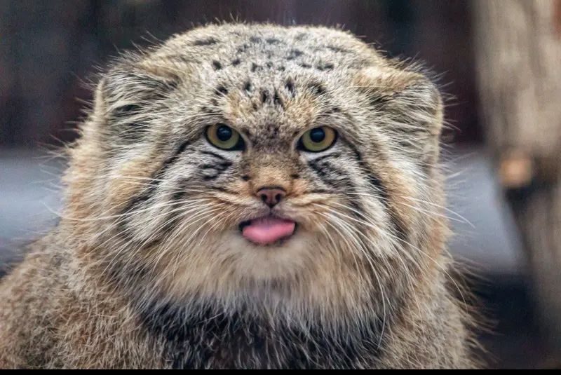 A photograph of Shu in Leningrad zoo