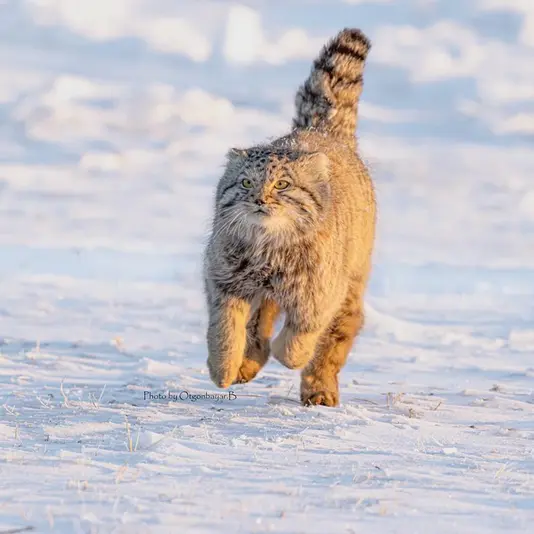 A photograph of a Pallas's cat
