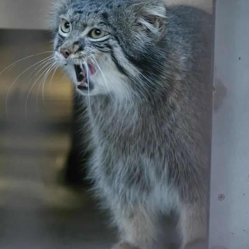 A photograph of Figa in Nogeyama Zoo