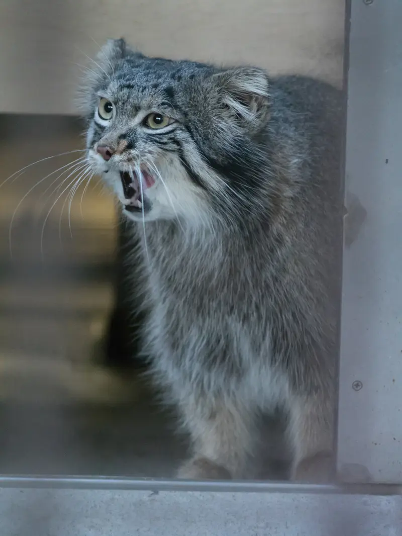 A photograph of Figa in Nogeyama Zoo