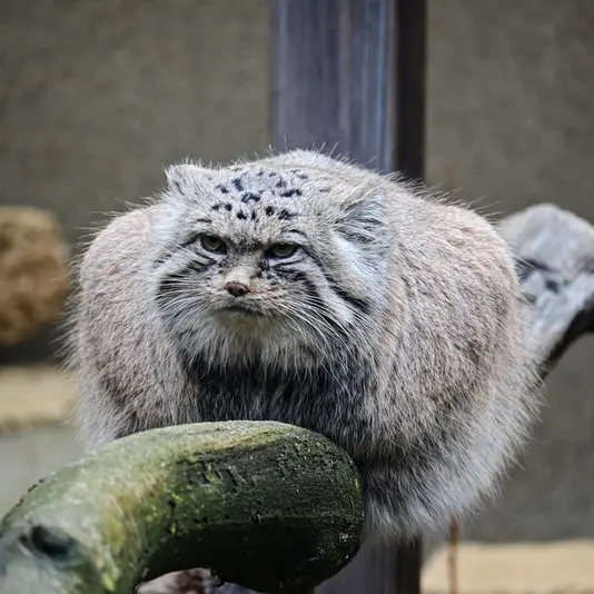 A photograph of Mars in Tallinn Zoo