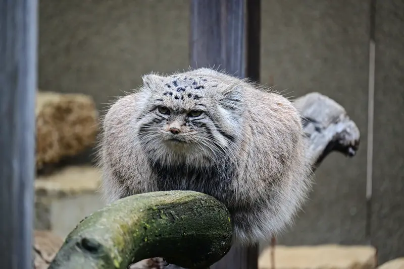 A photograph of Mars in Tallinn Zoo