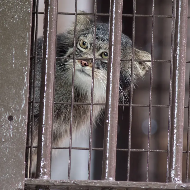 A photograph of Figa in Nogeyama Zoo