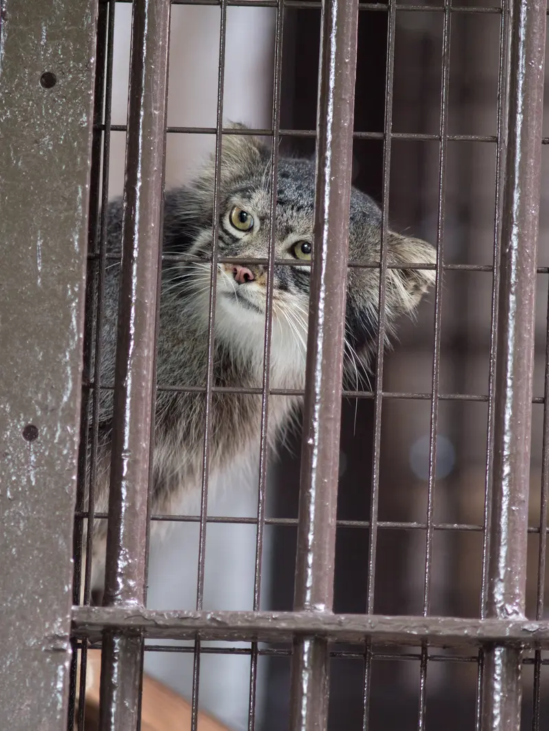 A photograph of Figa in Nogeyama Zoo